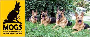 Check spelling or type a new query. Missouri German Shepherd Rescue Home Facebook