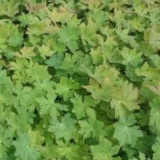 Image result for Chlorophytum macrorrhizum