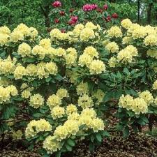 Capistrano Rhododendron Yellow Rhododendron Container Gardening Shade Plants Spring Hill Nursery