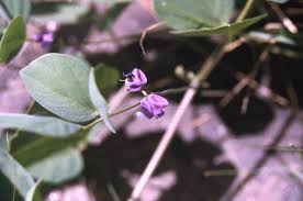 Image result for Neorautanenia mitis