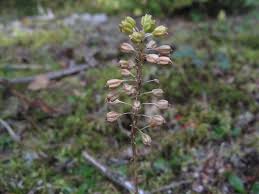 Image result for Malaxis