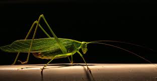 Image result for Pteris catoptera