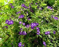 Image result for Gynura scandens