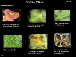 Image result for Karomia tettensis