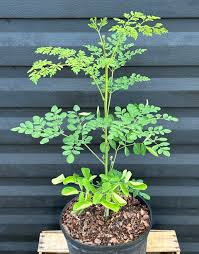 Image result for Moringa oleifera
