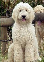 labradoodle mine is called digby he is 50 dog 50 human cutest dog ever labradoodle white labradoodle