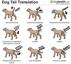 Use pls pet feed, pls pet wash, pls pet play to take care of it. What Your Dog S Tail Can Tell You
