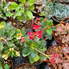 Image result for Euphorbia williamsonii