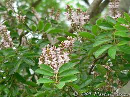 Image result for Lonchocarpus