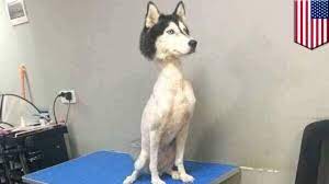Shaved husky: mysterious viral photo of shaved husky sends Twitter into a  frenzy - TomoNews - YouTube