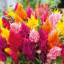 Image result for Celosia