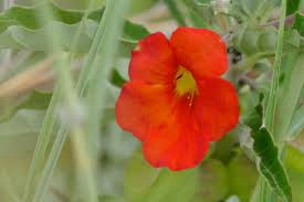 Image result for Pedaliaceae