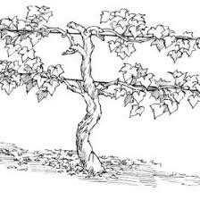Best Photos Of Grape Vine Coloring Page Grape Vine Clip Art Vine And Branches Grape Drawing Grape Plant