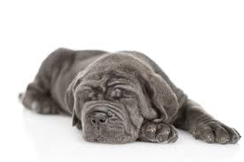 The body of this massive, rather rectangular looking dog has abundant, hanging wrinkles and folds on the head and a very large dewlap. Neapolitan Mastiff Dog Breed Information