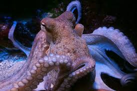 Agnatha (tidak memiliki rahang) dengan ciri berbadan panjang dan ramping (seperti belut), contoh lamprey dan hagfish. Mengenal Keluarga Moluska Si Hewan Berbadan Lunak Semua Halaman Bobo