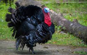 Hanging over a turkey's beak is a long flap of flesh called the snood. 340 Name Ideas For Your Pet Turkey Male Female Funny Color Farmhouse Guide