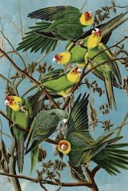 Birds Of Eastern North America Puzzle Audubon Carolina Parakeets Use To Be The Only Native Temperate Parrot That Thrived In Eastern North America Over Huntin Parrots Art Bird Illustration Bird Art