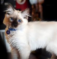 No worries, you can still adopt a cat. Balinese Kittens For Sale Adoptapet Com