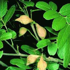 Image result for Ptycholobium plicatum