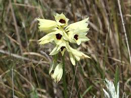 Image result for Lobelia welwitschii