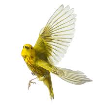 Birds With Yellow Feathers On Head Yellow Warbler 001 Wild Birds Flying Birds Flying Yellow Bird Tattoo Wild Birds