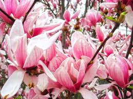 Image result for Magnolia × soulangiana