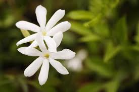Keep your dog well away from these plants and flowers as some parts of these are very poisonous to dogs and can even be fatal: Are Jasmine Plants Poisonous To Dogs Online
