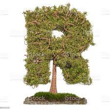 Foto De Arvore De Letra R Arvore Na Forma Da Letra R 3d Renderizacao Isolado No Fundo Branco E Mais Fotos De Stock De Biologia Istock