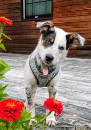 Australian cattle dog/blue heeler / mixed (short coat). Tuck Blue Heeler Australian Shepherd Mix Blueheelers