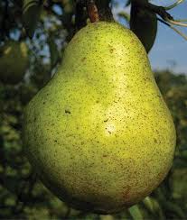 There floral parts from a major part of the fruit.false fruits are always associated with a true fruit.examples:in apple (pyrusmalus), the . How To Grow Apples And Pears Burpee