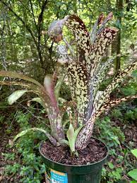 Lowe's isn't my favorite big box home improvement store of the ones available to me in gainesville, but i had a gift card so it's where i went. Bromeliads Forum Lowes In Gainesville Garden Org