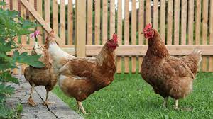 We did not find results for: Huhner Halten Im Garten Huhner Haltung Alle Infos Uber Huhner Pflege Und Haltung