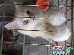 Rp 900.000 + kandang kucingkucing anggora lucu umur 1 tahun, lincah, sehat dan pintar. Dijual Kucing Anggora Di Pekanbaru Hewandijual Com