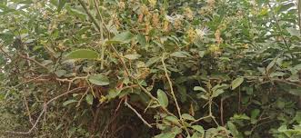 Image result for Maerua juncea