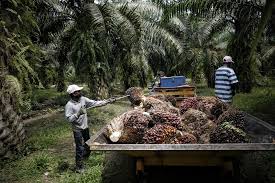 In malaysia, plantation industry is an integral part of the country's economic transformation program. Agricommodity Industry Players Must Limit Workforce Capacity To 60pc Says Minister Malaysia Malay Mail