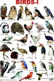 It comes under category of big zoo animals that can harm humans when provoked. Sikkim Animals Name List Wildlife Sanctuaries And National Parks In Sikkim Sikkim Below You Ll Disc In 2021 Animals Name In English Animals Name List Animals