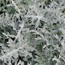 Image result for Cineraria mazoensis