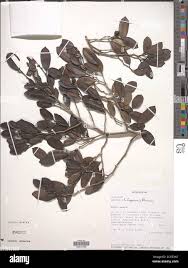 Image result for Celtis mildbraedii