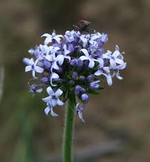 Image result for Pentanisia prunelloides