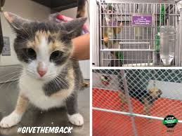 All bc spca cat/kitten/dog/puppy/rabbit adoptions include a microchip and lifetime registration with the bc pet registry. Givethemback Congress Pushes Agencies To Retire Lab Animals White Coat Waste Project
