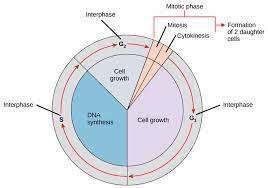 Interphase consult solves through leveraging our unrivalled global network of expertise. The Cell Cycle Boundless Biology