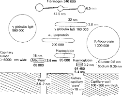 Plasma Proteins And Their Functions For Nursing .Pptx