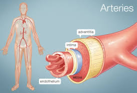 Blood flows throughout the body tissues in blood vessels, via bulk flow (i.e., all constituents together and in one direction). The Arteries Human Anatomy Picture Definition Conditions More