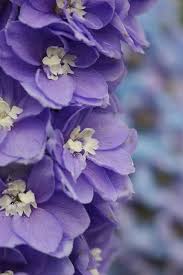 Maybe you would like to learn more about one of these? ãƒ‡ãƒ«ãƒ•ã‚£ãƒ‹ã‚¦ãƒ  ã‚°ãƒ©ãƒ³ãƒ‡ã‚£ãƒ•ãƒ­ãƒ«ãƒ  Delphinium Grandiflorum Syn D Chinense Purple Flowers Beautiful Flowers Amazing Flowers