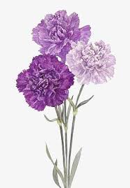 Its resolution is 599×600 and it is transparent background and png format. Purple Flowers Png Images Purple Flowers Clipart Free Download