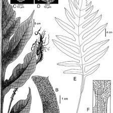 Image result for Tectaria fernandensis