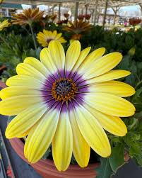 Image result for Osteospermum barberiae