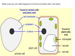 Plant cell or animal cell? Important Helpful Biology Revision Notes Must See