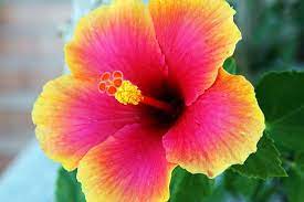 The official state flower of hawaii is not the orchid or plumeria, as most of us would assume, but the yellow hibiscus, also known as the pua aloalo. Yellow And Pink Hibiscus Flower Flowers Plans Hibiscus Plant Hibiscus Hibiscus Flowers