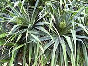 Tikar pandan rangkap dengan warna agak putih. Pandan Duri Wikipedia Bahasa Indonesia Ensiklopedia Bebas